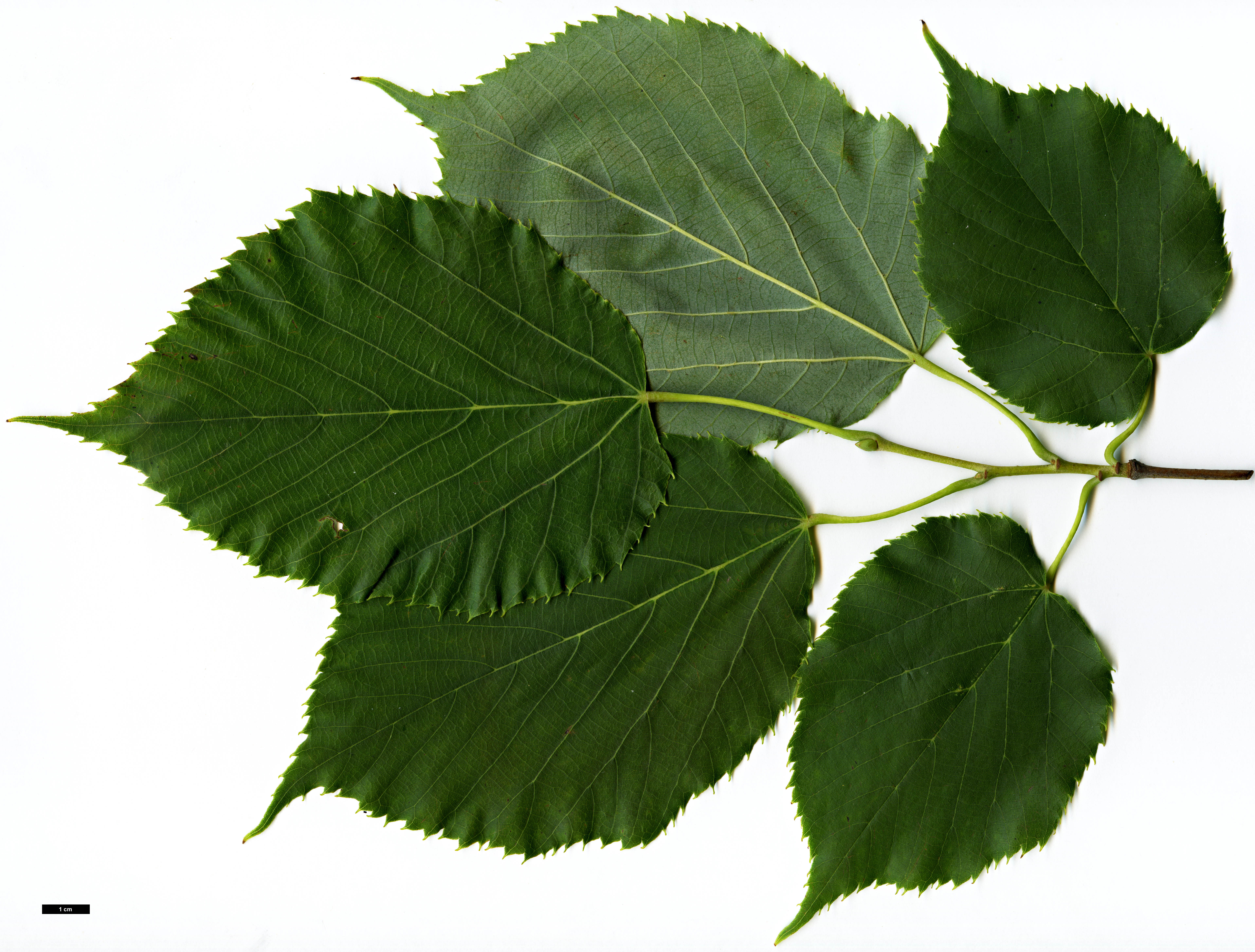 High resolution image: Family: Malvaceae - Genus: Tilia - Taxon: caroliniana